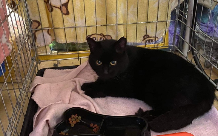 Zbiórka Na leczenie bezdomnej kotki Arii - zdjęcie główne