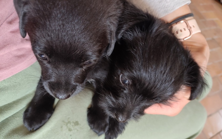 Zbiórka Sisi i Szejk - zdjęcie główne