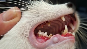 Zbiórka Pomóż Wojtusiowi żyć bez bólu - miniaturka zdjęcia