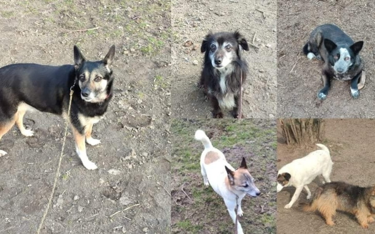 Zbiórka Kumple walczą z inwazją - zdjęcie główne