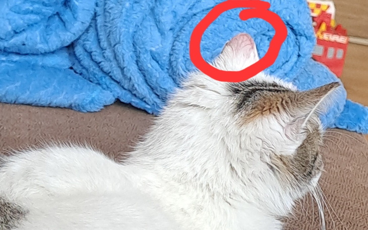 Kot odpoczywający na kanapie, z niebieskim kocem w tle.