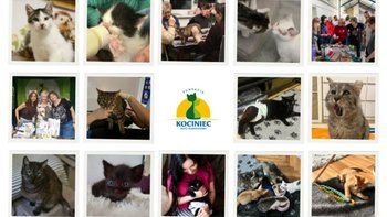 Zbiórka Podaj łapę Kocińcowi - miniaturka zdjęcia