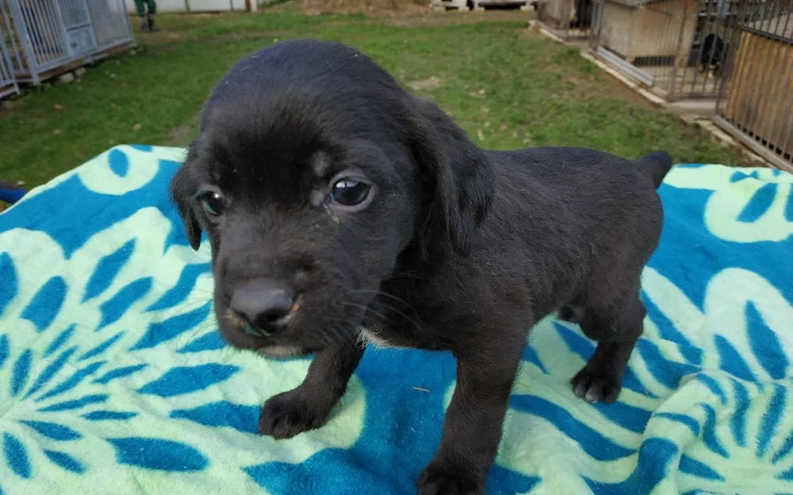 Zbiórka Maluszki ze schroniska ... - zdjęcie główne