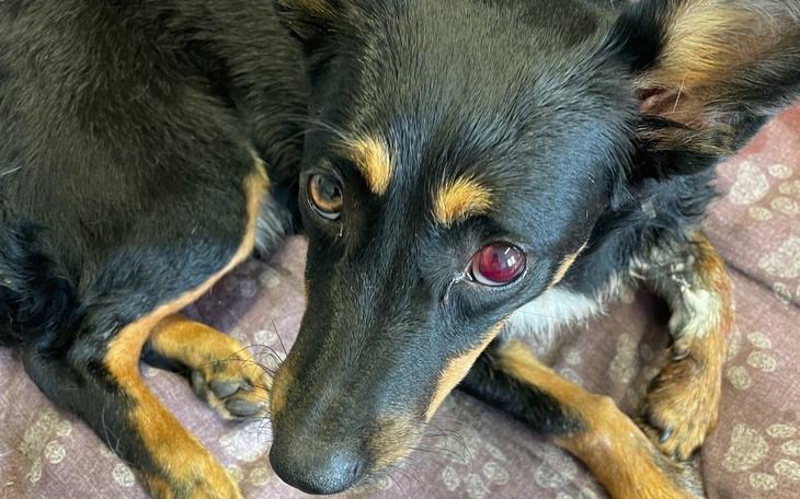 Zbiórka Amputacja łapki Diuna - zdjęcie główne