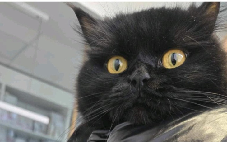 Czarny kot z dużymi, żółtymi oczami.