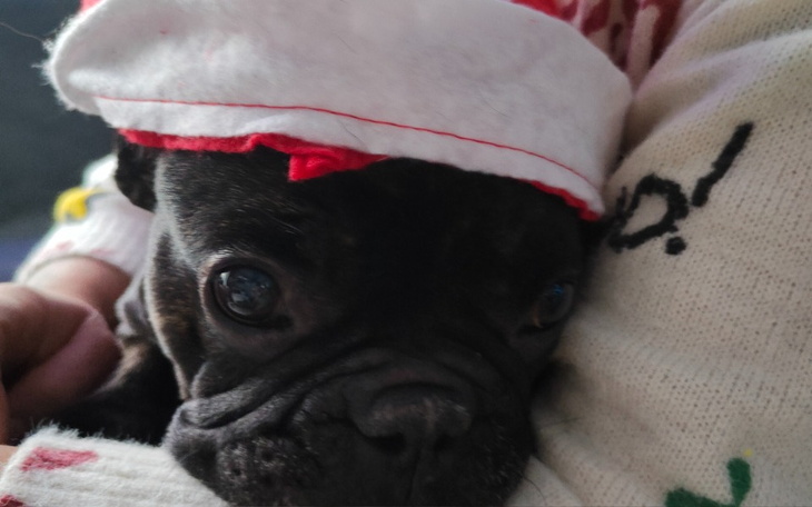 Pies w czapce Mikołaja, przytulony do właściciela.