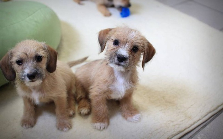 Dwa szczeniaki siedzące na dywanie.