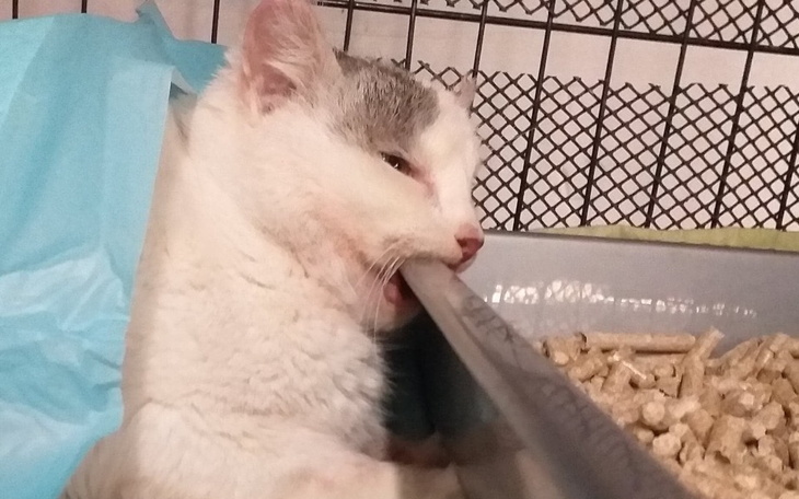 Kot leży w kuwecie, trzymając coś w zębach.