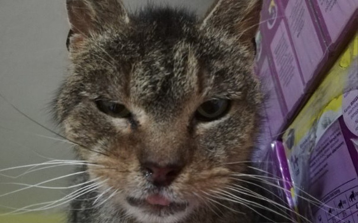 Zbiórka Kocie długi - zdjęcie główne