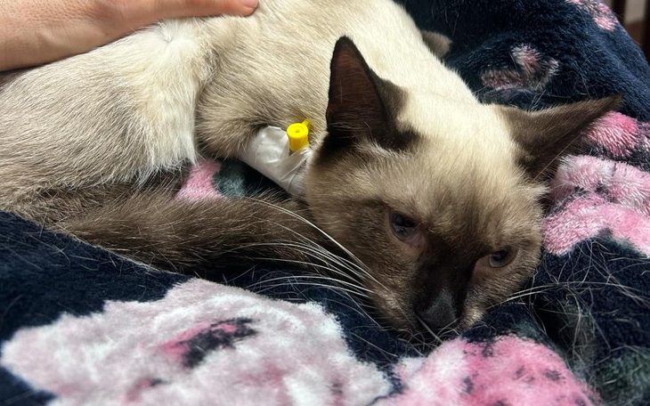 Zbiórka Panleukopenia - koci tyfus - zdjęcie główne