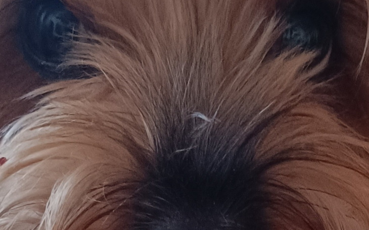 Zbliżenie na pyszczek psa z wyraźnym futrem.