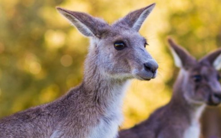Zbiórka Na wyjazd do Afryki - zdjęcie główne