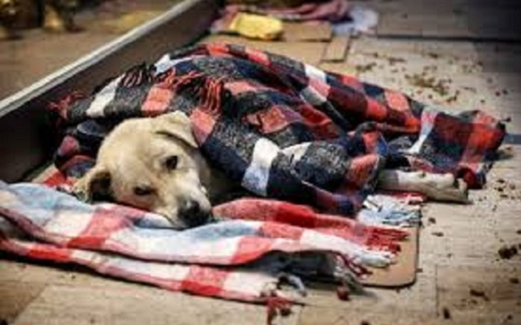 Zbiórka Zadaszenie schroniska dla zwierz - zdjęcie główne