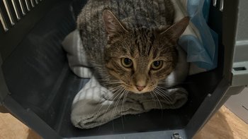 Zbiórka Zbiórka- luty 2026 r. - miniaturka zdjęcia