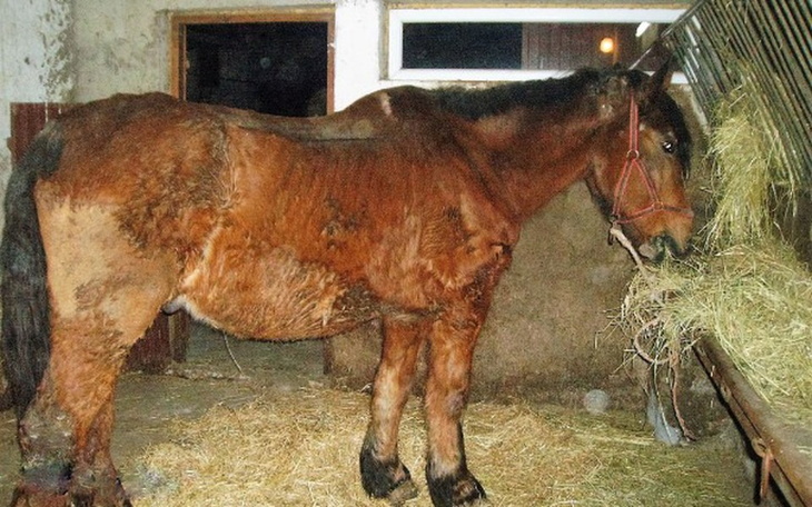 Chudy koń w stajni, jedzący siano.