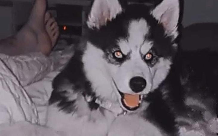 Zbiórka Na utrzymanie psa - zdjęcie główne