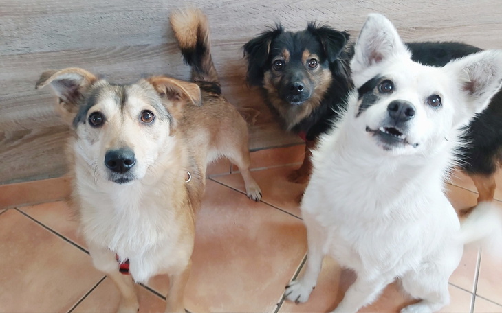 Trzy psy patrzące w obiektyw, w przyjaznej pozie.