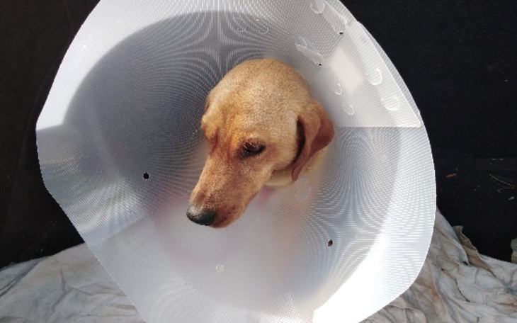 Zbiórka Operacja łapy psa - zdjęcie główne