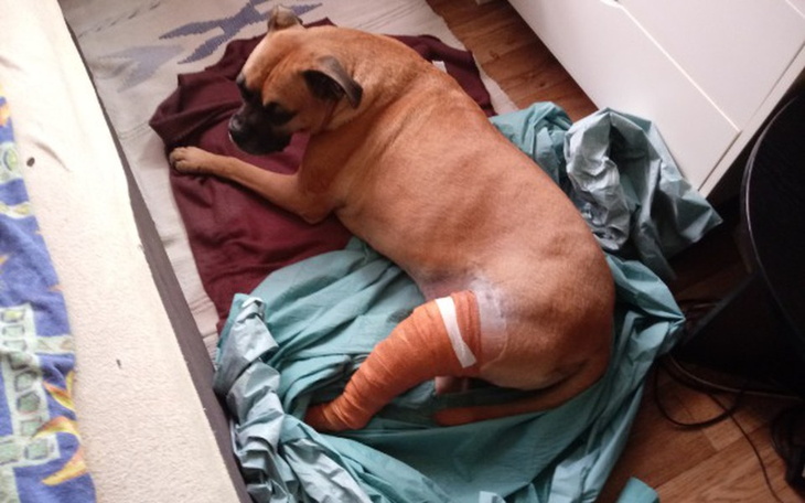 Zbiórka Na Rehabilitacje Łapki Bokserka - zdjęcie główne