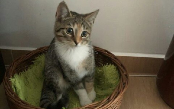 Zbiórka Kotka Tosia - ratunek dla łapki - zdjęcie główne