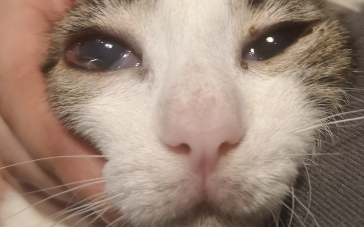 Zbiórka Malwinka walczy o życie. - zdjęcie główne