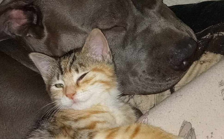 Pies i kot śpiący razem na kanapie.