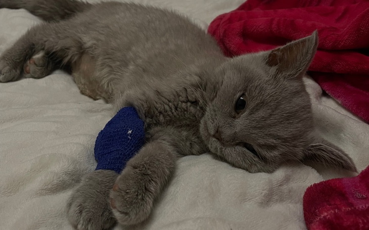 Zbiórka Na leczenie fip kociaka Simby - zdjęcie główne