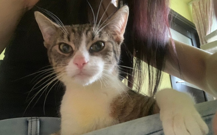 Zbiórka Ocalić życie Amorka - zdjęcie główne