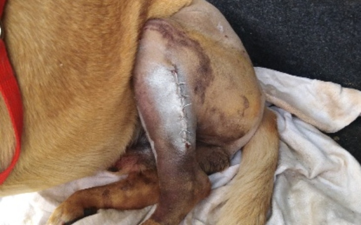 Zbiórka Operacja łapki psiaka - zdjęcie główne