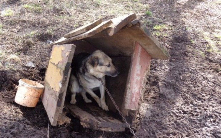 Zbiórka Na niebezdomne psy - zdjęcie główne