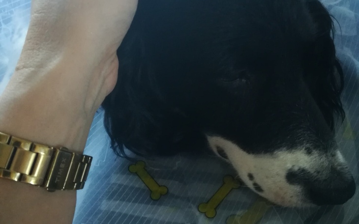 Zbiórka Pomoc dla Suzi - zdjęcie główne