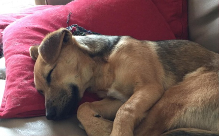 Zbiórka Podaruj łapę - zdjęcie główne