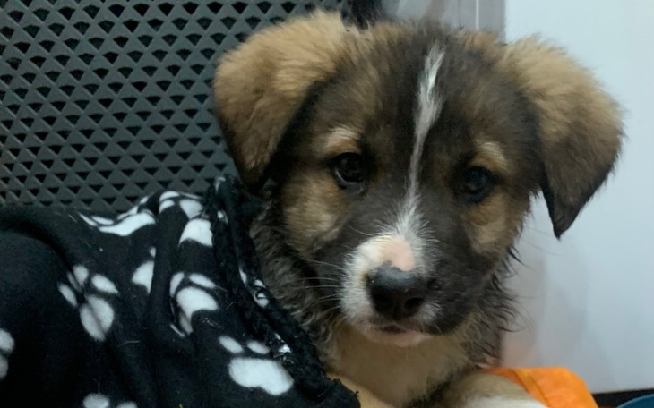 Szczeniak w kocyku, z wyrazem ciekawości.