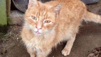 Zbiórka Ogonek potrzebuje pomocy - miniaturka zdjęcia