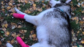 Zbiórka Czy Padaczka to wyrok dla Billa? - miniaturka zdjęcia