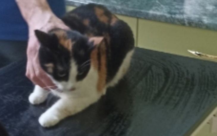 Małe kocię śpiące w dłoniach, wygląda na spokojne.