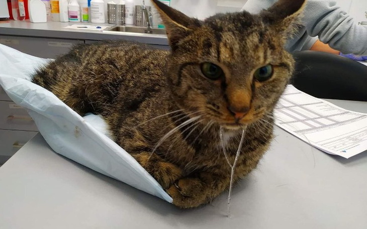 Zbiórka Żuczek znowu w lecznicy - zdjęcie główne