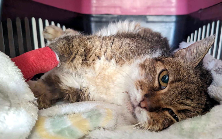 Chory kot leżący w transporterze, z opatrunkiem na łapie.