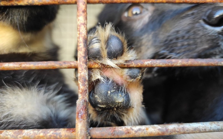 Zbiórka 63 psy wyrwane z piekła - zdjęcie główne