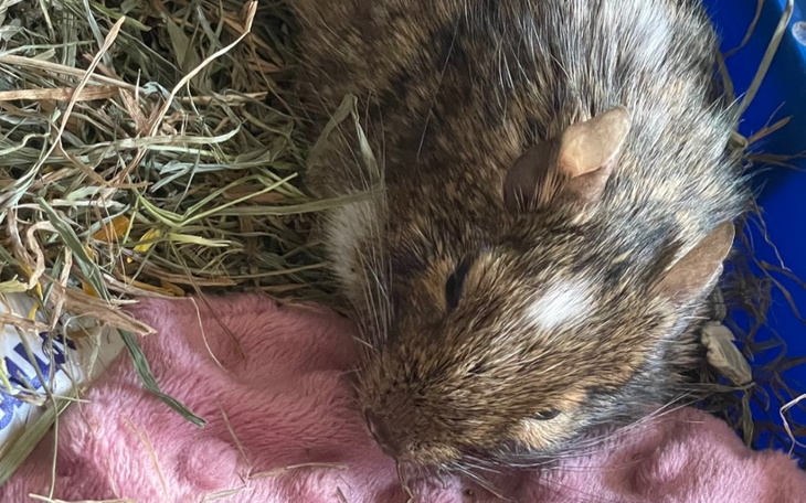 Zbiórka Koszatniczka leczenie - zdjęcie główne