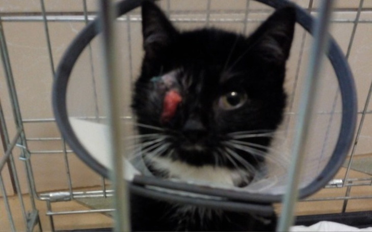 Zbiórka Pragnę żyć nawet bez oczka - zdjęcie główne