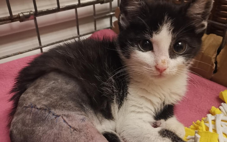 Kotek z opatrunkiem na nodze, wyglądający na zmartwionego.