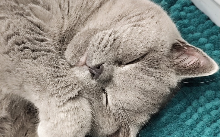 Zbiórka Graf kontra zapalenie otrzewnej - zdjęcie główne