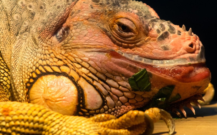 Zbiórka Gady cierpią w milczeniu - zdjęcie główne