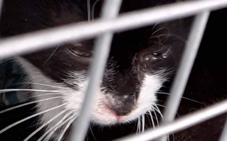 Zbiórka CzyToKoniecKociejOazy - zdjęcie główne