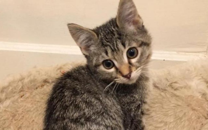 Zbiórka Opłaty, żywność itp - zdjęcie główne