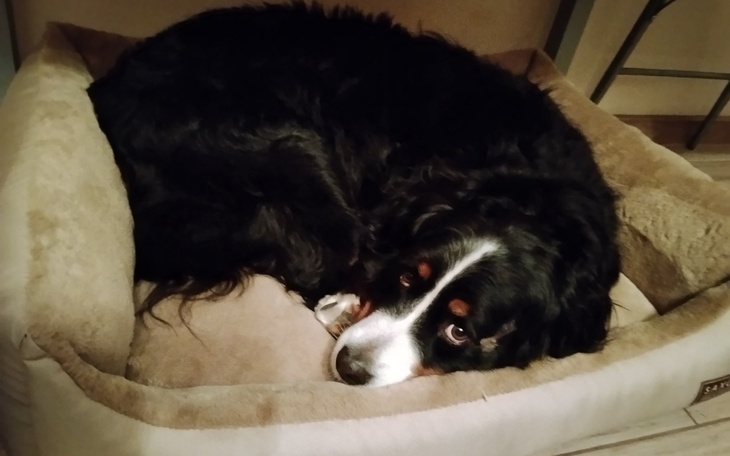 Pies w legowisku, zwinięty w kłębek, wygląda na zrelaksowanego.