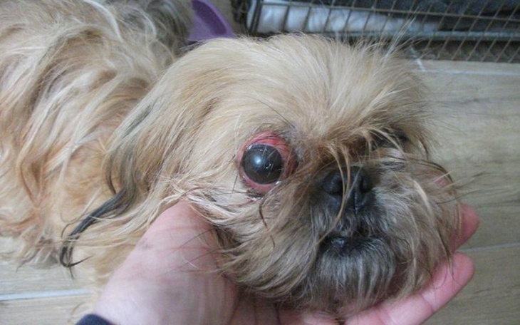 Zbiórka Fibi-uratujmy oczko malutkiej - zdjęcie główne