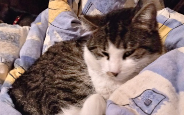 Zbiórka Na leczenie Tymusia - zdjęcie główne