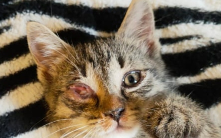 Zbiórka choroba zjada oczko kociaka - zdjęcie główne